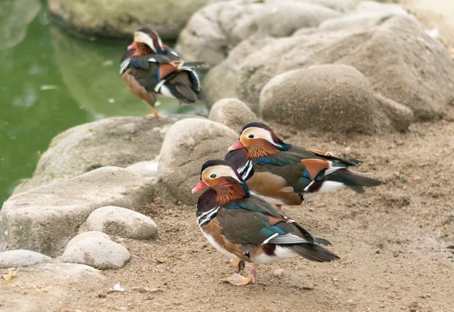 河北町児童動物園