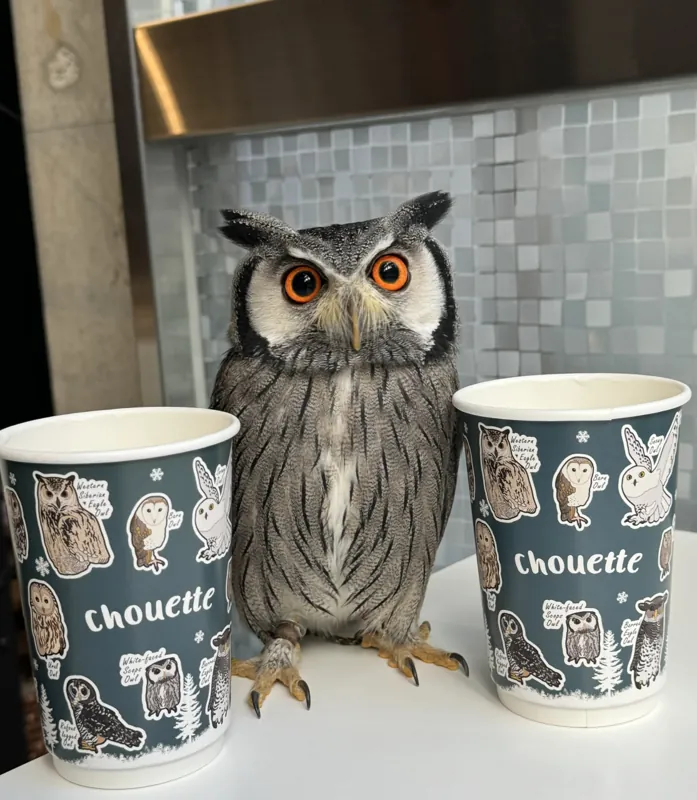 幸せのフクロウカフェ chouette 2