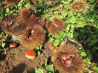 石毛果樹園 2
