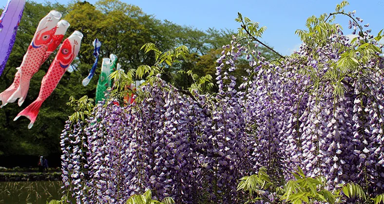 蓮華寺池公園