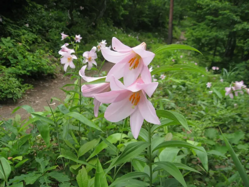 高城（ヒメサユリの小径）