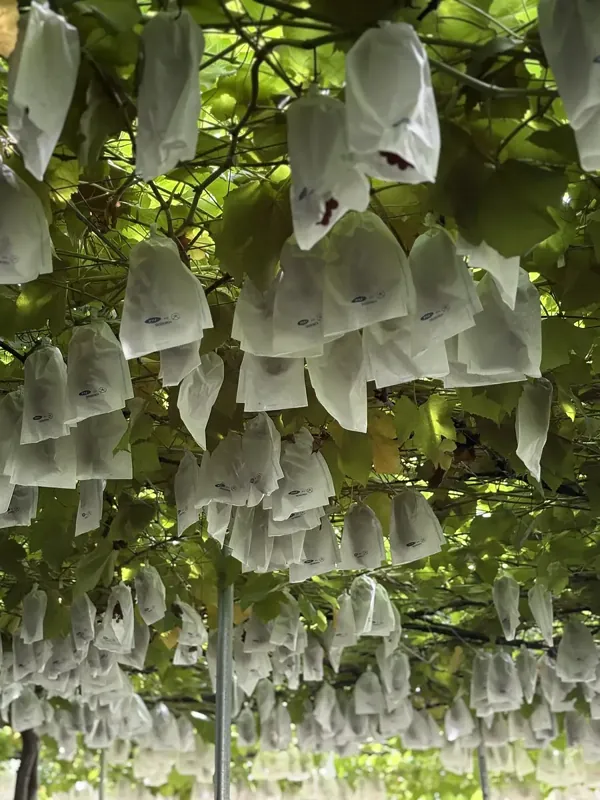 青蓮寺湖観光村