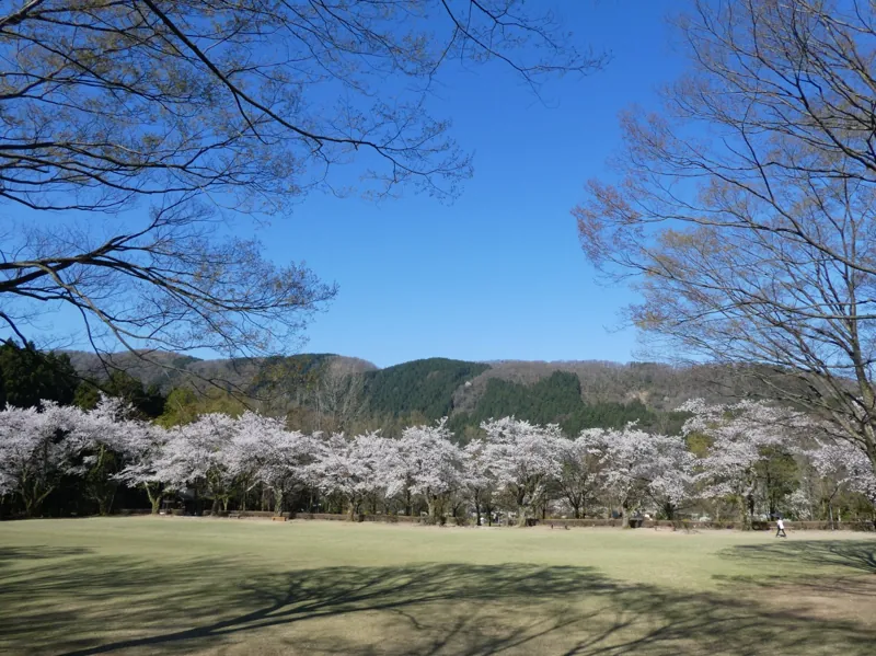 林業試験場樹木公園