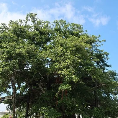 名護城公園 3