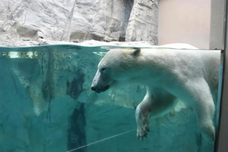 男鹿水族館GAO