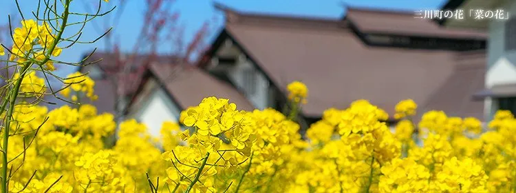 なの花温泉 田田 1