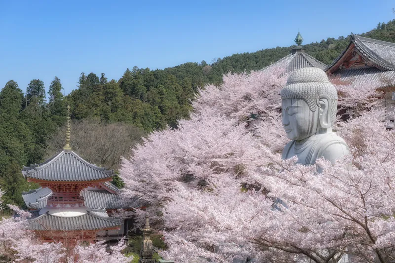 壷阪寺(南法華寺)