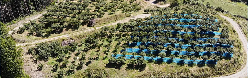 えな笠置山栗園