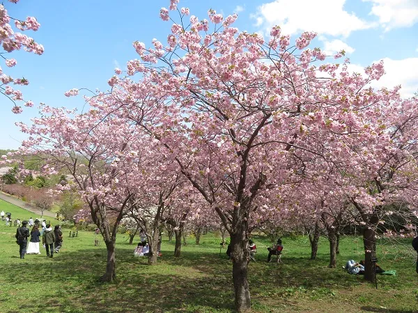 手宮公園 3