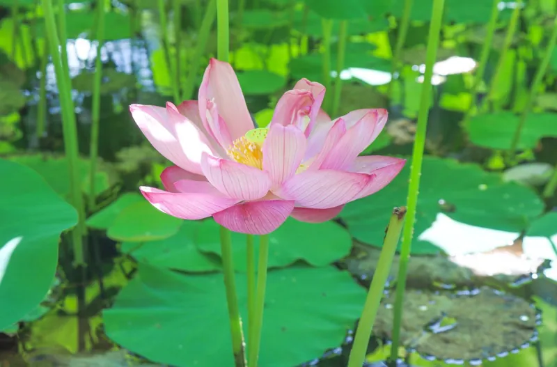 とっとり花回廊 3