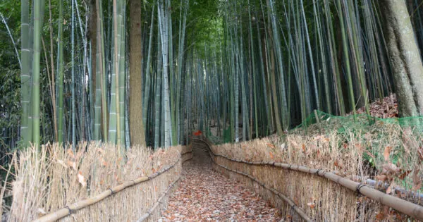 天王池の竹林