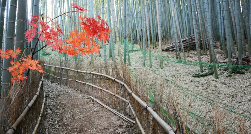 天王池の竹林 2