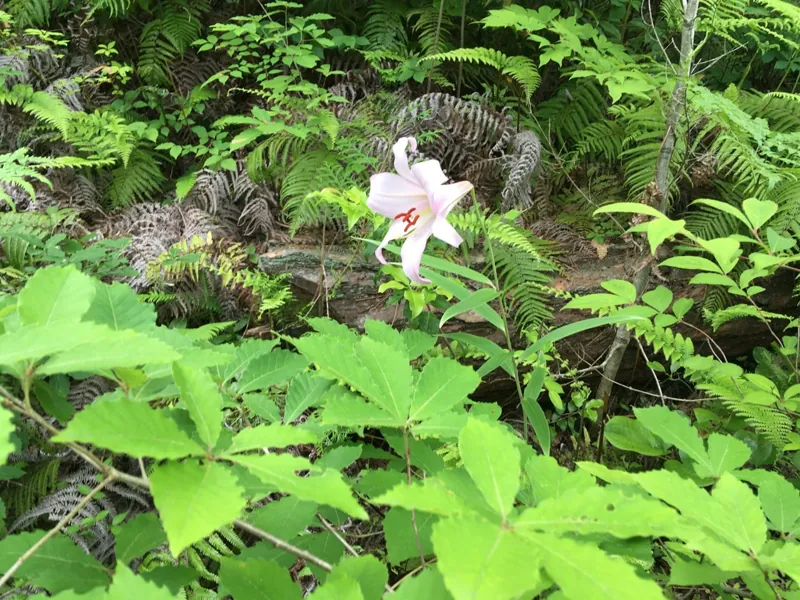 高取山ふれあい公園 2