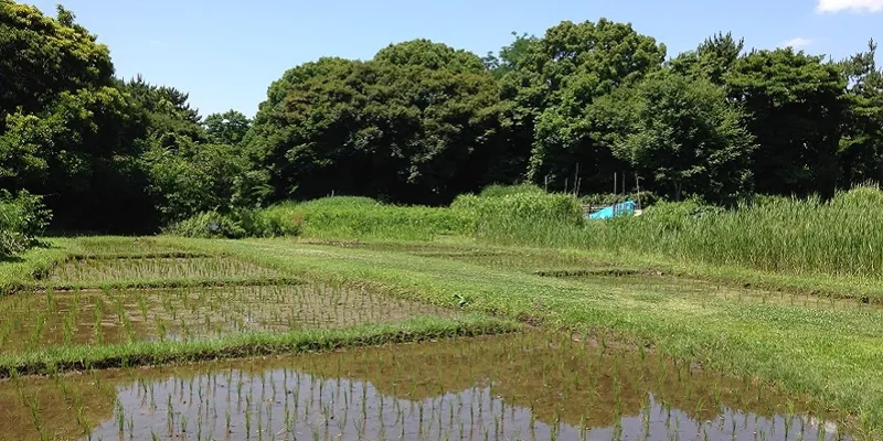 東京港野鳥公園 2