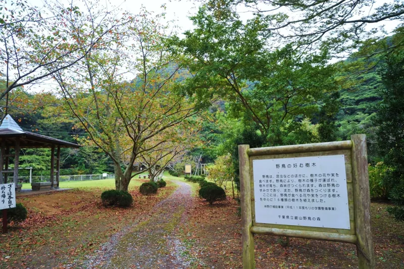 千葉県立館山野鳥の森