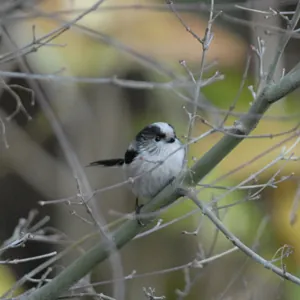 千葉県立館山野鳥の森 2