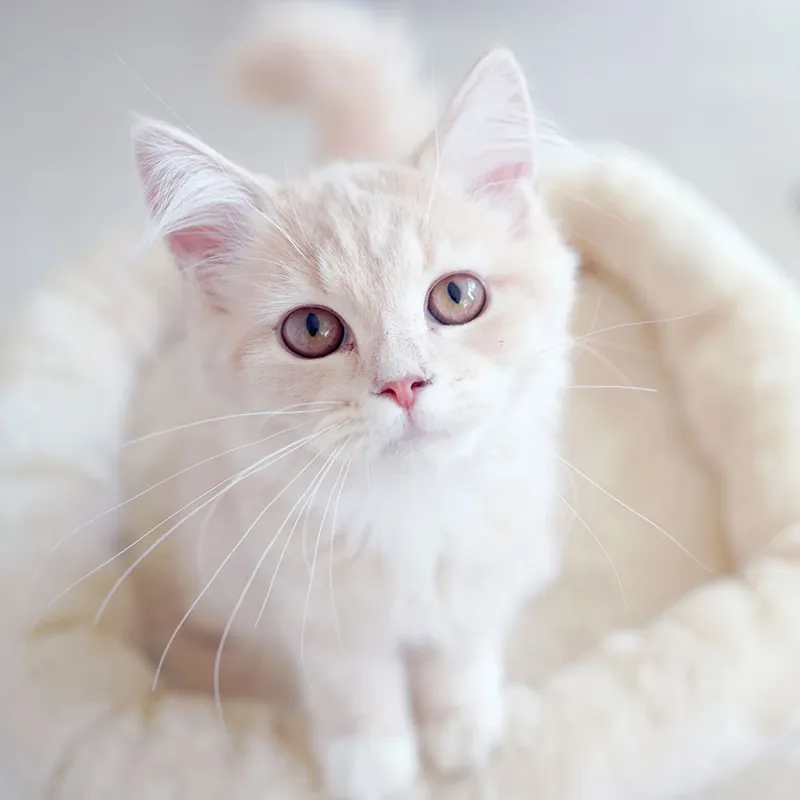 Cat Café MOFF 枚方モール店 2