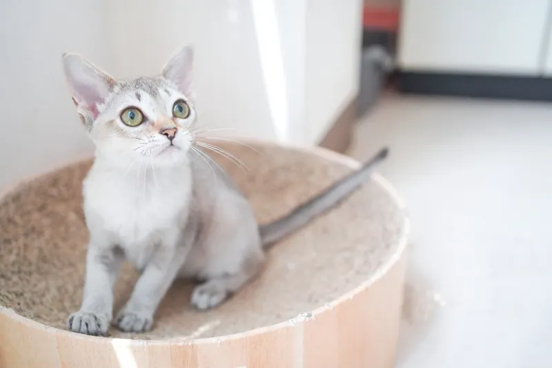 Cat Café MOFF 枚方モール店 3