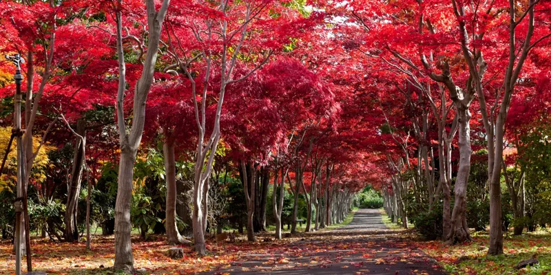 平岡樹芸センター(みどりーむ)