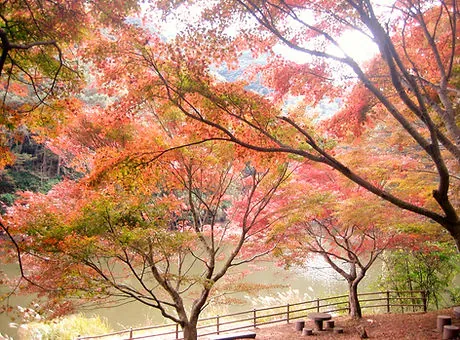 内浦山県民の森 3