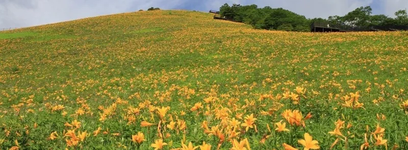 霧降高原キスゲ平園地