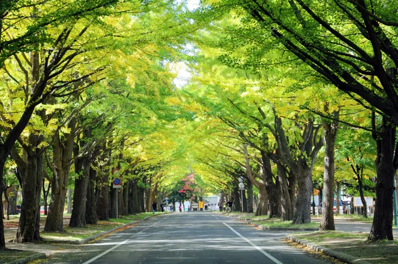 北海道大学 イチョウ並木