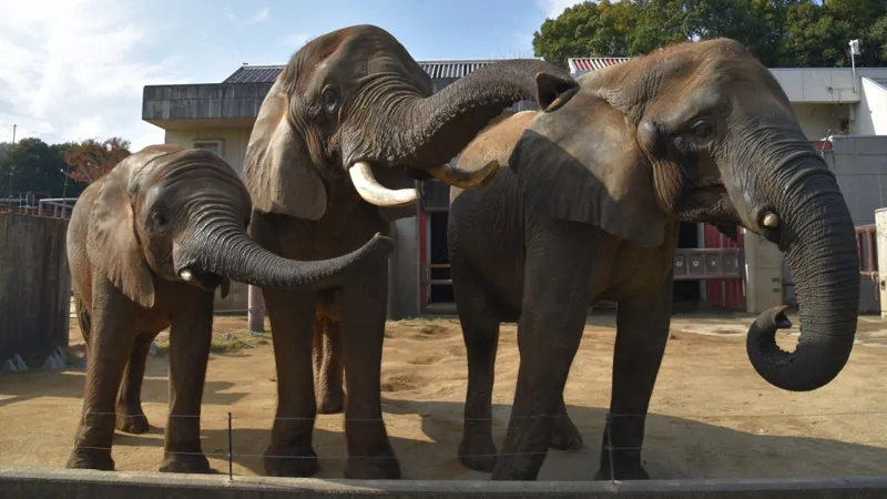 とべ動物園 3