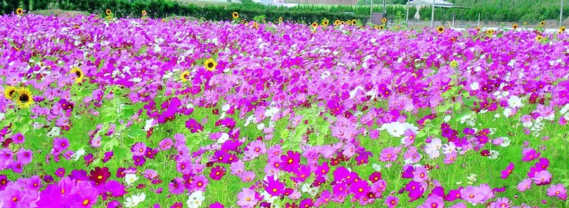 サンテパルクたはら(田原市芦ヶ池農業公園) 2