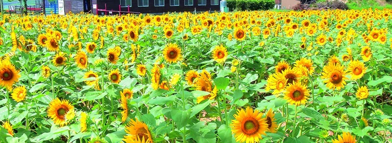 サンテパルクたはら(田原市芦ヶ池農業公園) 3