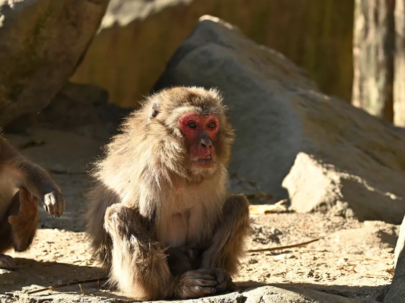 高崎山自然動物園 2