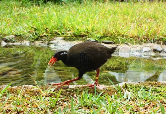 やんばる森のおもちゃ美術館 3