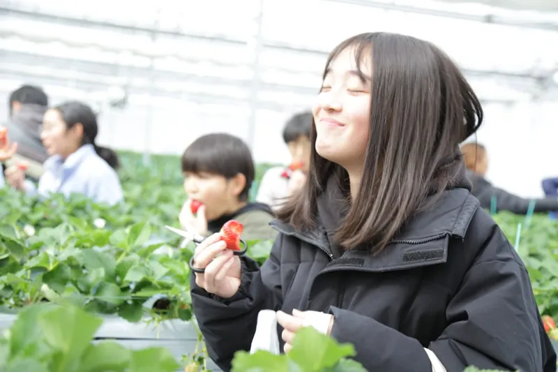 にし阿波トベリーファーム「いちご狩り」 2