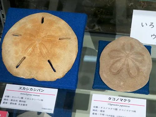 信州新町化石博物館 3