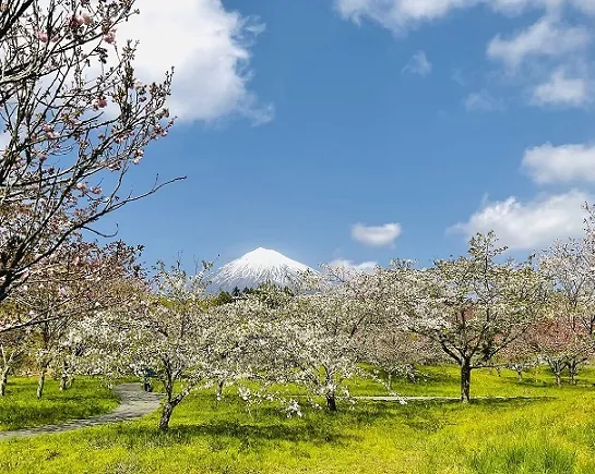 富士山さくらの園