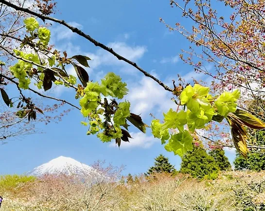 富士山さくらの園 2