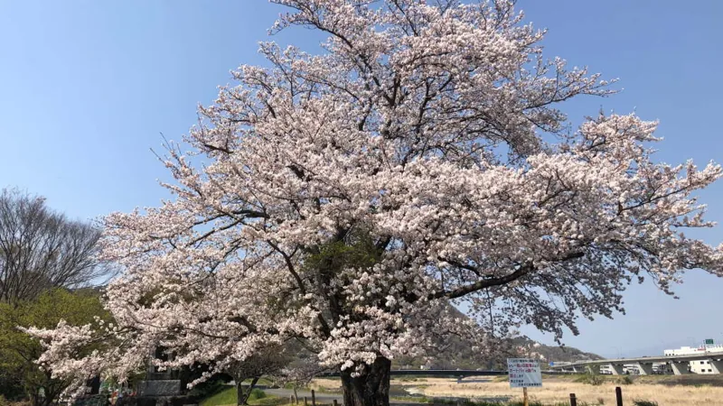 狩野川記念公園 3