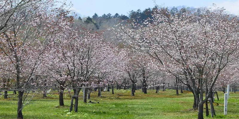 カリンバ自然公園 2