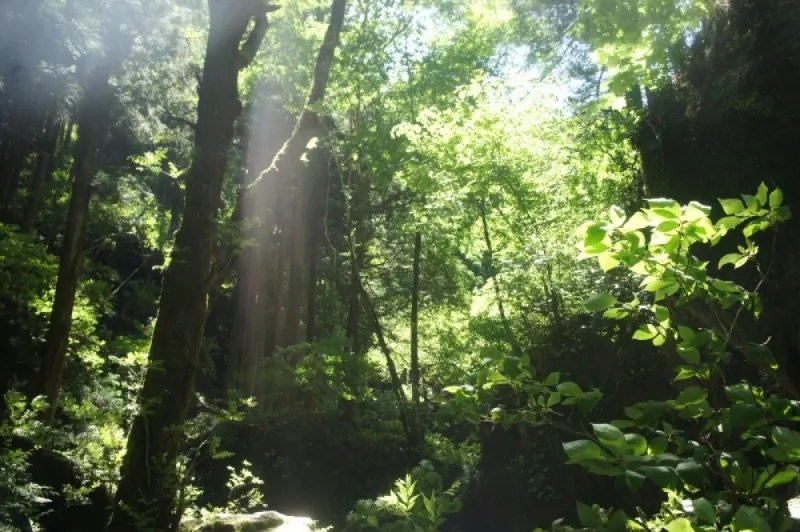 白岩渓流園キャンプ場 2
