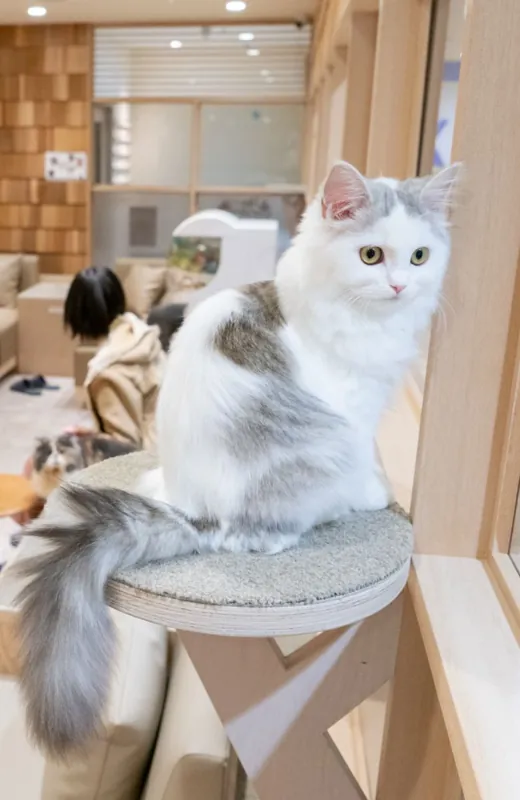 猫カフェMOCHA 宮崎橘通店
