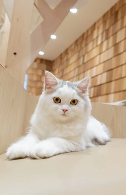 猫カフェMOCHA 宮崎橘通店 3