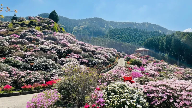 星の花公園