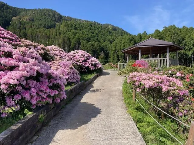 星の花公園 3