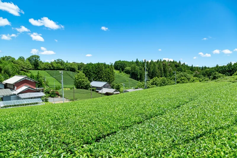 道の駅 お茶の京都 みなみやましろ村 1