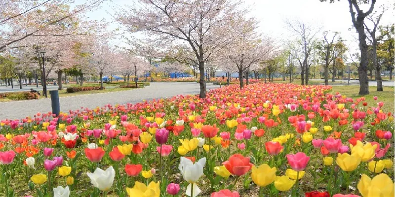 夢の広場 2