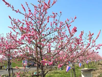 中川やしおフラワーパーク 3