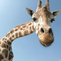 岩手サファリパーク 1