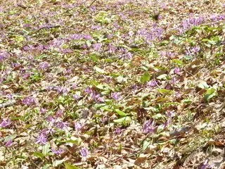 北斗市匠の森公園 3