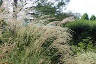 草津市立水生植物公園みずの森 3