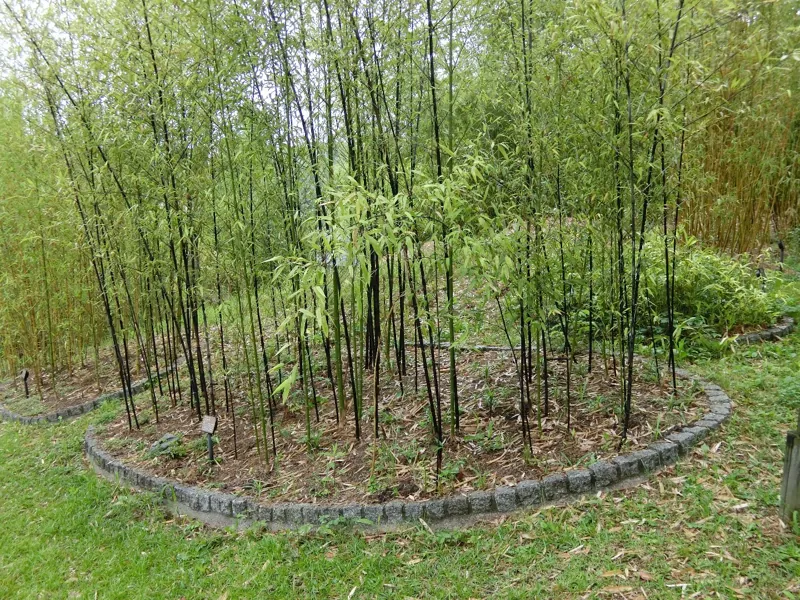 高山竹林園