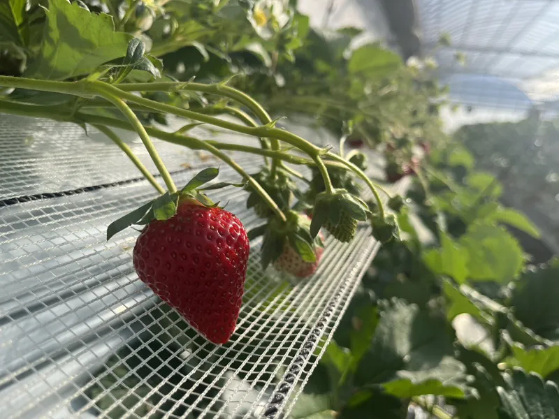 苺の時間 ひるま農園